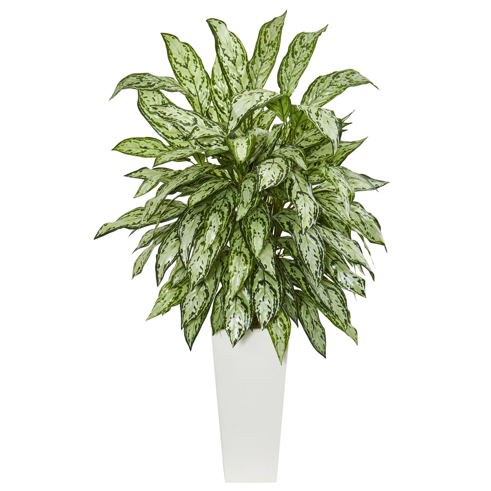 3.5ft. Silver Queen Plant in White Tower Planter